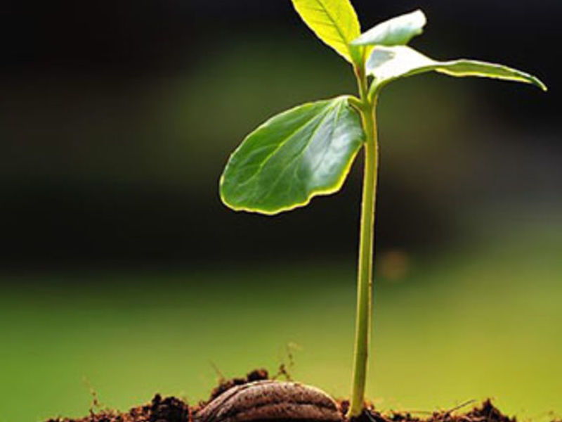#PANEQUOTIDIANO,«COSÌ È IL REGNO DI DIO: COME UN UOMO CHE GETTA IL SEME SUL TERRENO . IL TERRENO PRODUCE&nbsp;SPONTANEAMENTE»