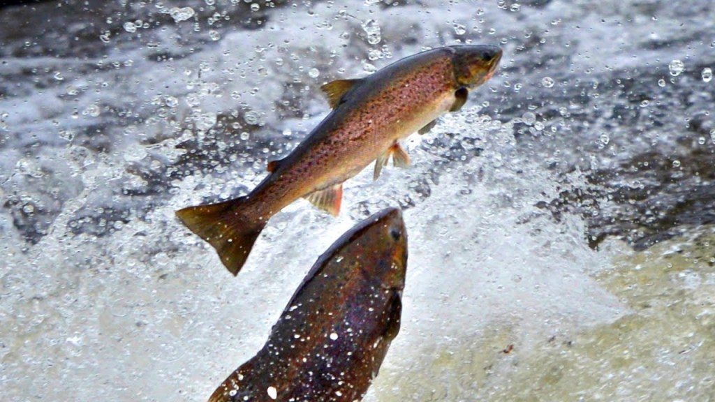 don Marco Pozza “L’evangelista salmone”