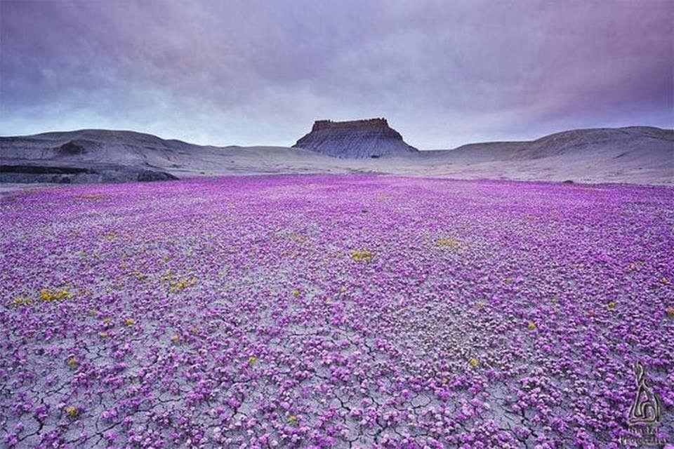 Tonino Lasconi”Anche noi nel giardino, anche noi nel deserto”