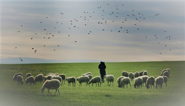 #PANEQUOTIDIANO, «IO SONO IL BUON&nbsp;PASTORE»