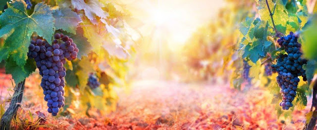 #PANEQUOTIDIANO, «RIMANETE IN ME E IO IN&nbsp;VOI»