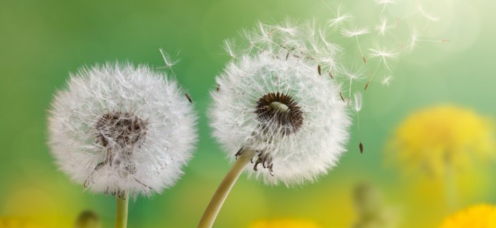 Luca Rubin” E il tarassaco si fidò del&nbsp;vento”