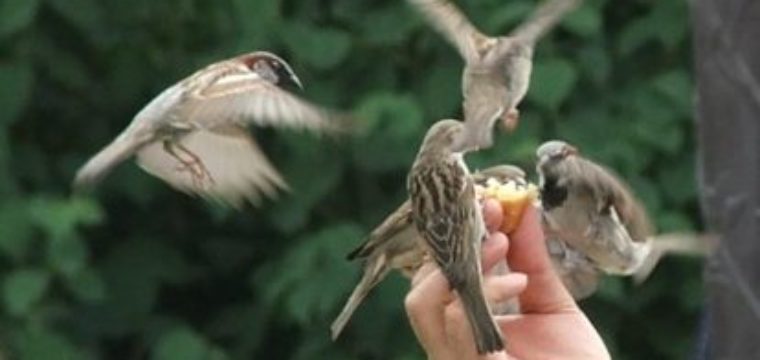 Roberto Oliva “Cosa vale di più?”