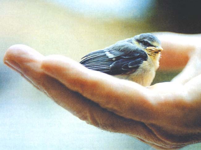 Mons Angelo Sceppacerca Omelia XII Domenica del Tempo Ordinario (Anno&nbsp;A)