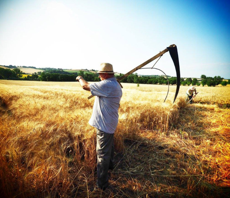 #PANEQUOTIDIANO, «SPIEGACI LA PARABOLA DELLA ZIZZANIA NEL&nbsp;CAMPO»