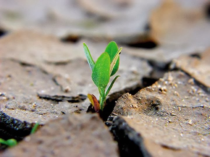#PANEQUOTIDIANO,«COSÌ È IL REGNO DI DIO: COME UN UOMO CHE GETTA IL SEME SUL TERRENO . IL TERRENO PRODUCE SPONTANEAMENTE»