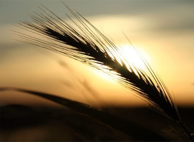 padre Ermes Ronchi”Nel mondo per essere fecondi non&nbsp;perfetti”