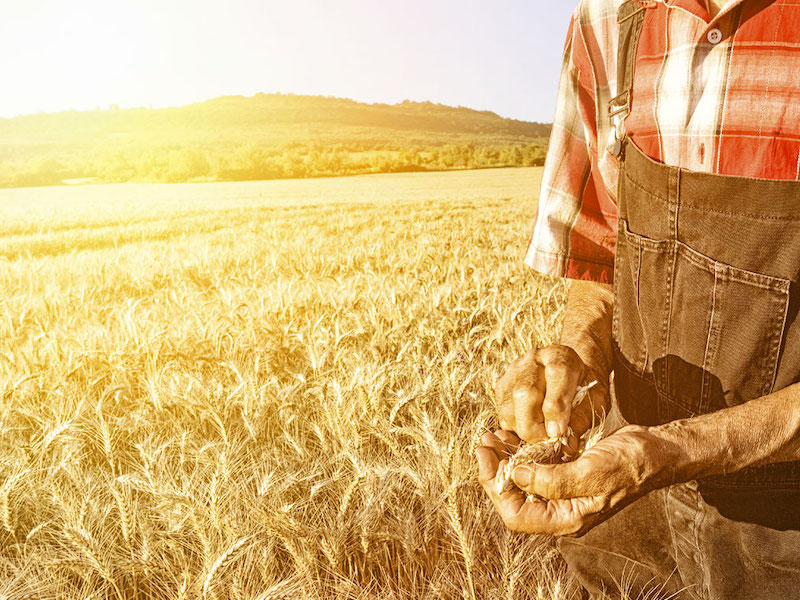 Mons Angelo Sceppacerca Omelia XVI Domenica del Tempo Ordinario (Anno&nbsp;A)
