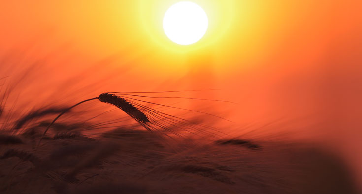p. José María CASTILLO”LASCIATE CHE L’UNA E L’ALTRO CRESCANO INSIEME FINO ALLA MIETITURA”