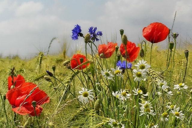 Figlie della Chiesa Lectio XVI Domenica del Tempo&nbsp;Ordinario