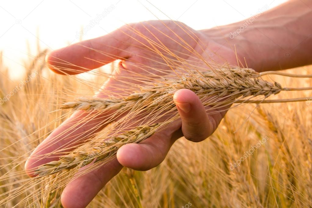 don lucio d’abbraccio”Impariamo ad essere grano buono”