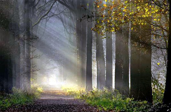 #PANEQUOTIDIANO, «OGNI ALBERO SI RICONOSCE DAL SUO&nbsp;FRUTTO»