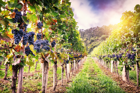 JESÙS MANUEL GARCÌA, LECTIO”CURARE LA VIGNA È COME CURARE LA&nbsp;VITA”