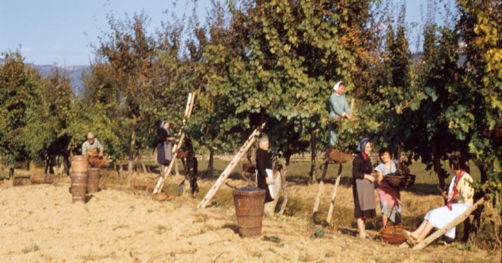 p. Alberto MAGGI “DARA’ LA VIGNA IN AFFITTO AD ALTRI CONTADINI”