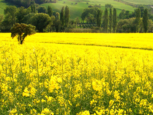 #PANEQUOTIDIANO«A che cosa è simile il regno di&nbsp;Dio?»