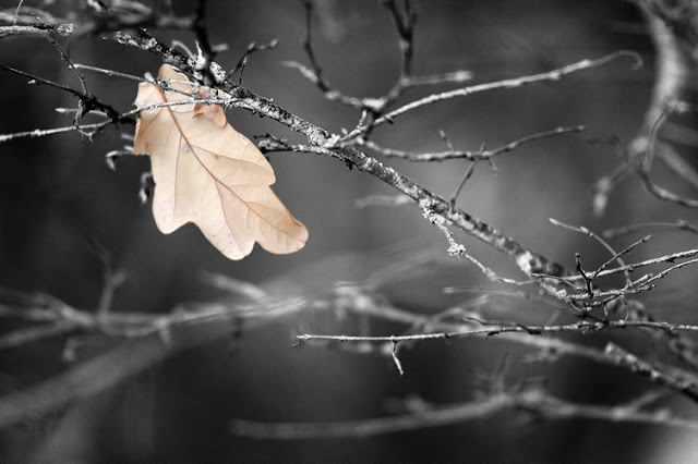 DAL TRATTATO «SULLA MORTE» DI SAN CIPRIANO,”CACCIATA LA PAURA DELLA MORTE, PENSIAMO ALL’IMMORTALITÀ”