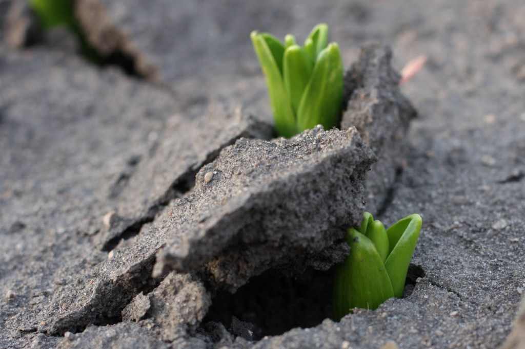 #PANEQUOTIDIANO,«COSÌ È IL REGNO DI DIO: COME UN UOMO CHE GETTA IL SEME SUL TERRENO . IL TERRENO PRODUCE&nbsp;SPONTANEAMENTE»