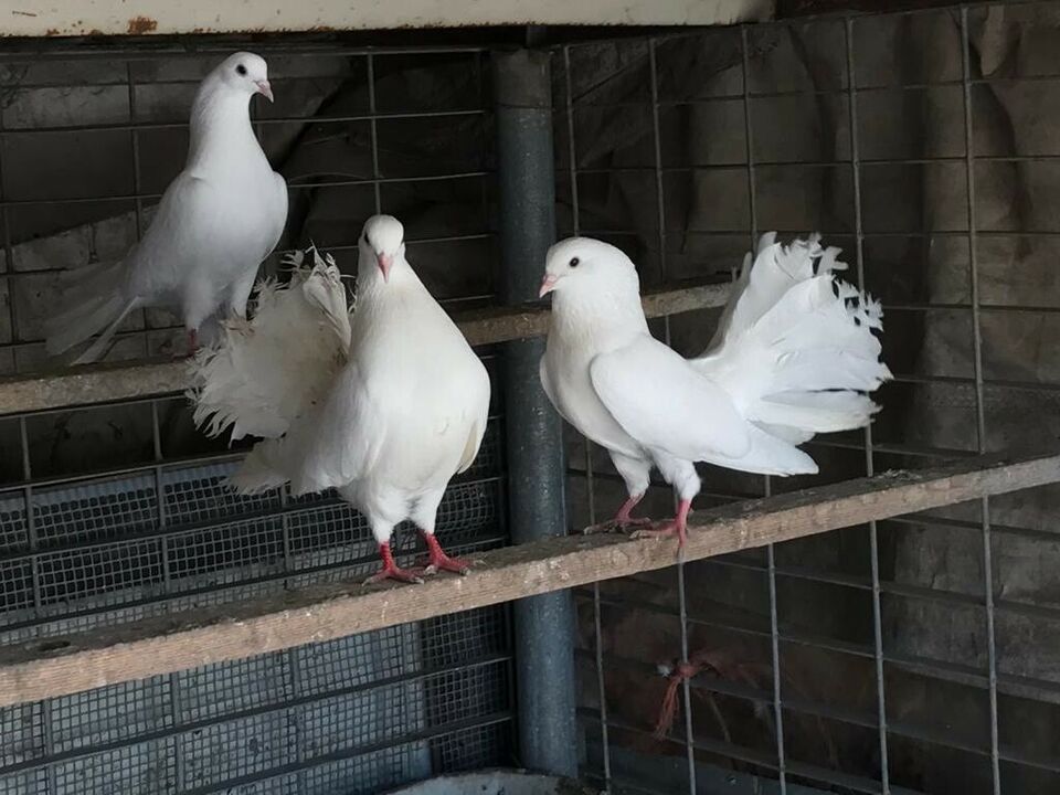 don Marco Pozza”Vendono il sole per comprare una&nbsp;candela”