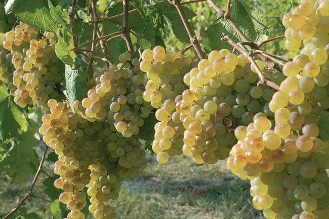 Don Marco Ceccarelli Commento V Domenica di Pasqua