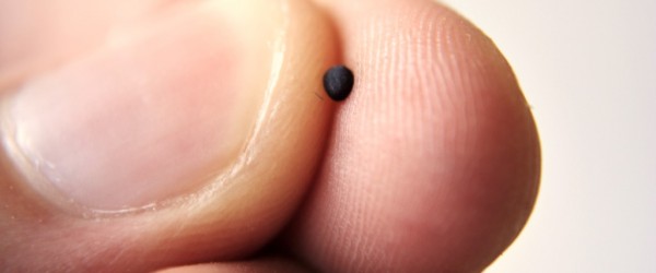 #PANEQUOTIDIANO, «NON PARLAVA AD ESSA SE NON IN&nbsp;PARABOLE»