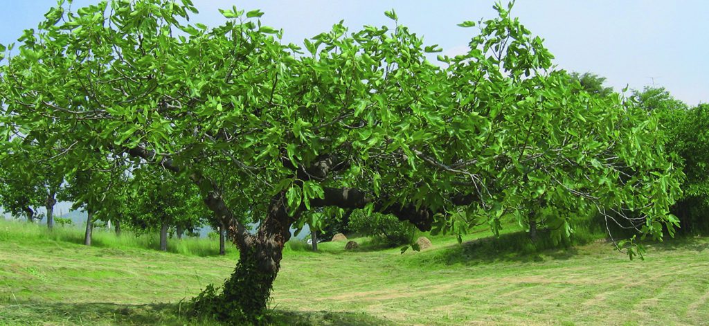 MARIA IGNAZIA ANGELINI, OSB* Commento III Domenica di Quaresima (Anno&nbsp;C)