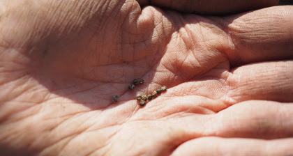 Paolo De Martino “L’importante è seminare”