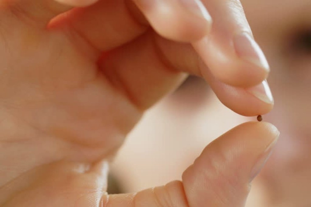 Abbazia Santa Maria di Pulsano Lectio della «parabola del seme e del granellino di&nbsp;senape»