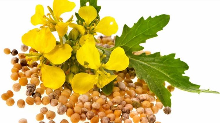 ENZA RICCIARDI” Se aveste&nbsp;fede…”