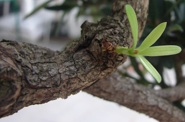 FLAVIA SIENI (La fine è un&nbsp;germoglio)