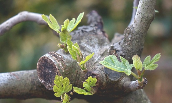 Don Paolo Zamengo “La lezione di una gemma a primavera”