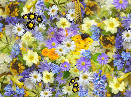 padre Ermes Ronchi “Così la vita fiorirà in tutte le sue&nbsp;forme”