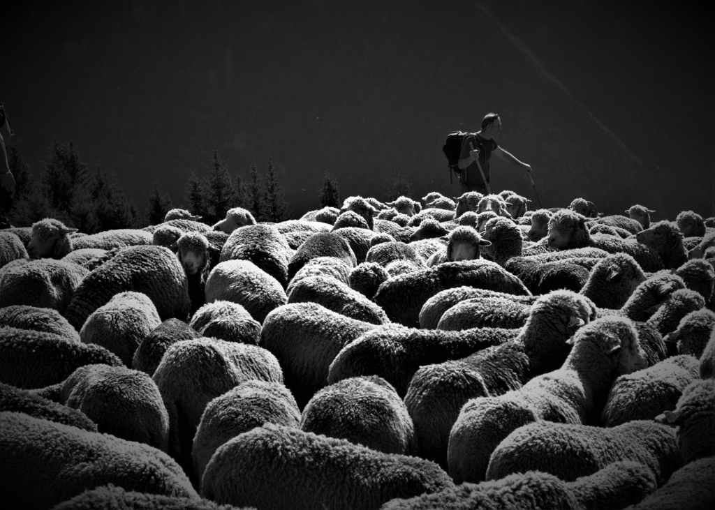 Mons.Francesco Follo Lectio “Il vero e buon Pastore dà la vita per le sue&nbsp;pecore”