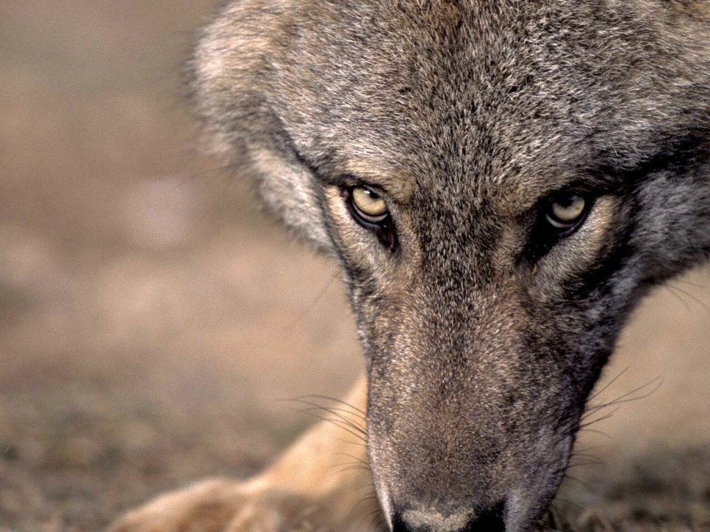 padre Ermes Ronchi”Attraversare con fiducia la terra dei&nbsp;lupi”