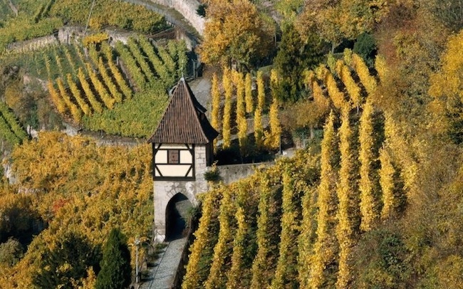 Giulio Michelini “Costruire una torre per la vigna”