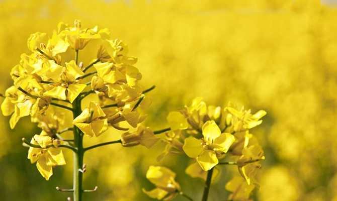 Don Marco Ceccarelli Commento XXVII Domenica del Tempo Ordinario (Anno&nbsp;C)