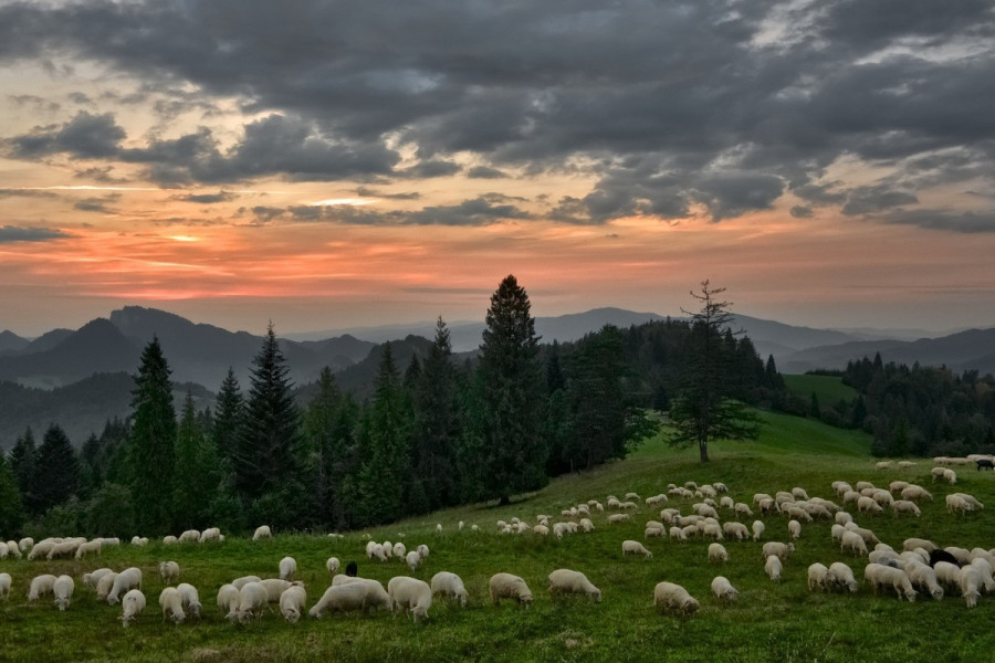 P. Gaetano Piccolo S.J. Omelia IV Domenica di Pasqua – Anno&nbsp;A