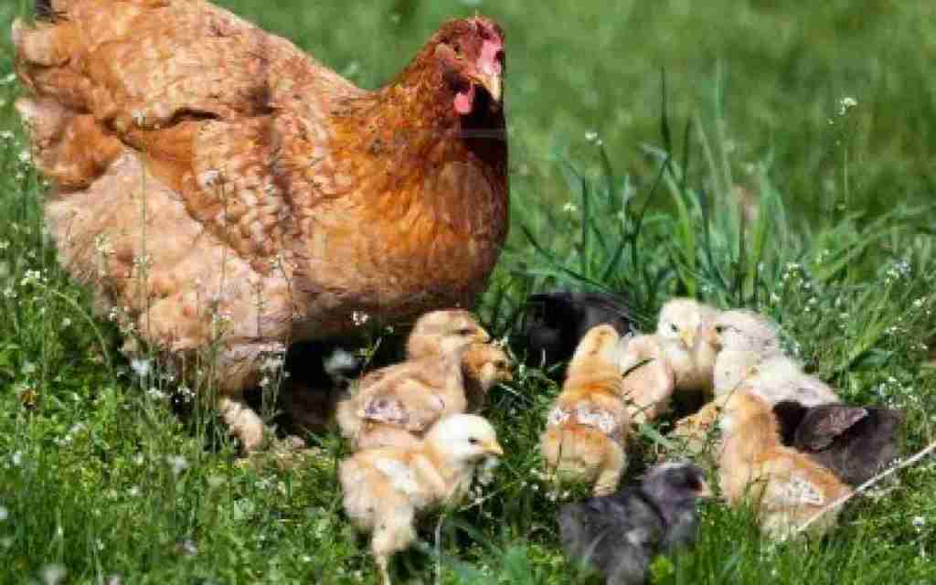 don Marco Pozza “Come pulcini smemorati”