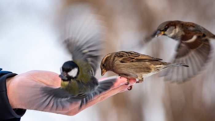padre Ermes Ronchi “Non temere, hai un nido nelle mani del&nbsp;Signore”