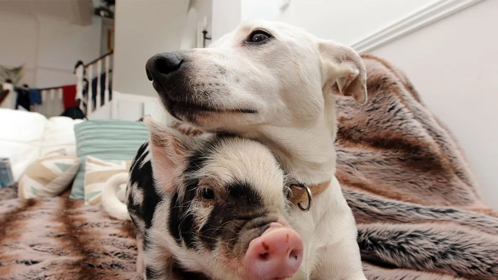 #PANEQUOTIDIANO, «NON DATE LE COSE SANTE AI CANI»