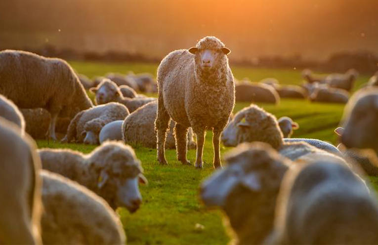 fra Damiano Angelucci “Pecore perdute o apostoli?”