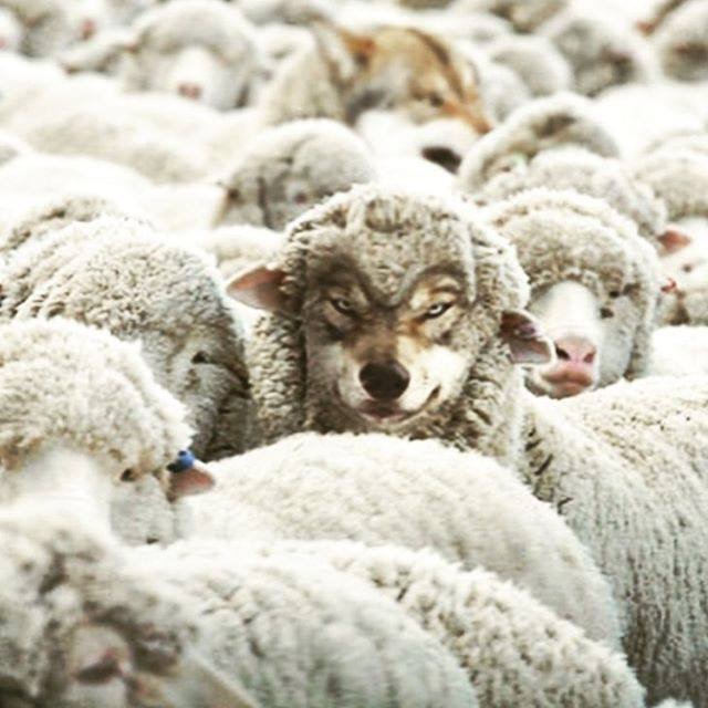 #PANEQUOTIDIANO, «DAI LORO FRUTTI LI RICONOSCERETE»