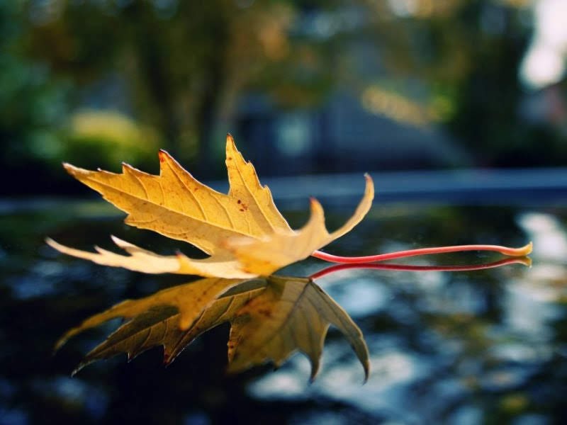 Figlie della Chiesa Lectio Sacratissimo Cuore di Gesù (Anno&nbsp;A)