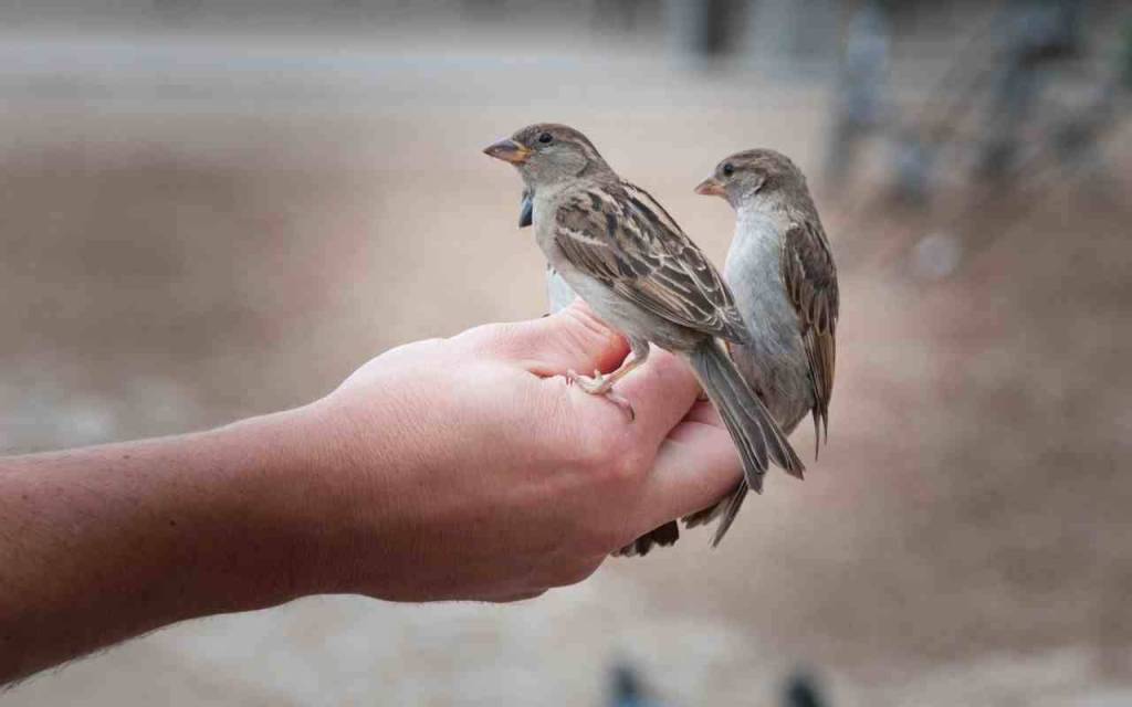 Parrocchia Santa Maria della Pietra Omelia domenica 25 giugno 2023 (XII domenica del tempo ordinario Anno&nbsp;A)