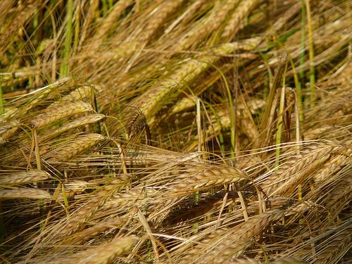 Don Luciano “Labanca Imparare la pazienza del&nbsp;Padre”