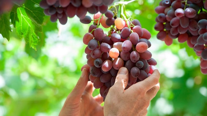 Monastero Marango “La forza dei deboli: il pentimento”