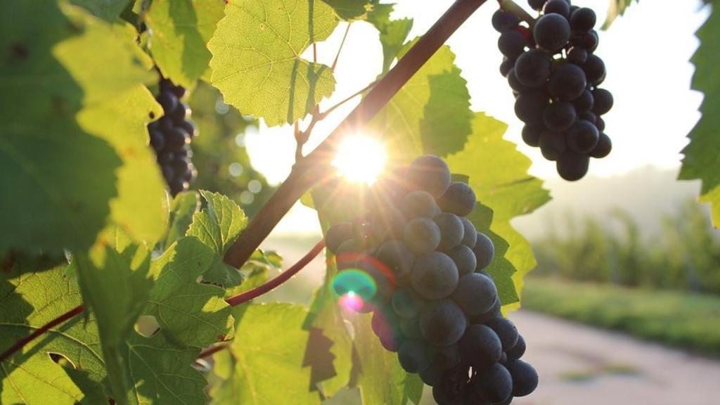 P. Gaetano Piccolo S.J. Omelia XXVII Domenica del Tempo Ordinario (Anno&nbsp;A)