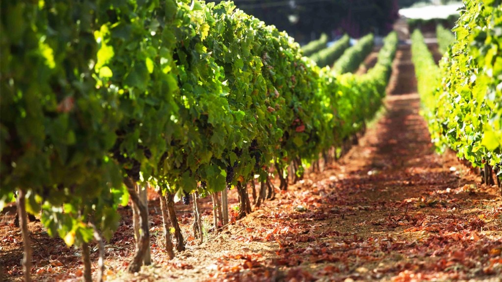 Mons.Nunzio Galantino”DONACI, SIGNORE, DI PORTARE FRUTTI ABBONDANTI PER IL&nbsp;REGNO”