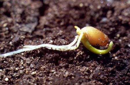 P.Gianpiero Tavolaro Commento V Domenica di Quaresima (Anno&nbsp;B)