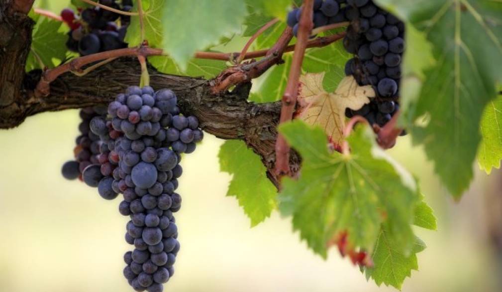 Don Paolo Scquizzato Omelia V Domenica di Pasqua (Anno&nbsp;B)