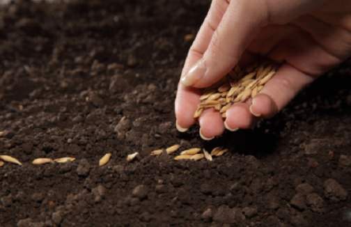 #PANEQUOTIDIANO, «COSÌ È IL REGNO DI DIO: COME UN UOMO CHE GETTA IL SEME SUL&nbsp;TERRENO»